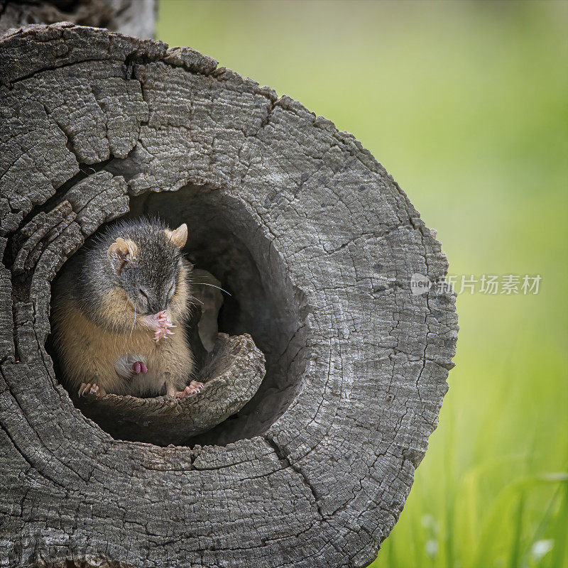 黄足蜈蚣(antechinus flavipes)